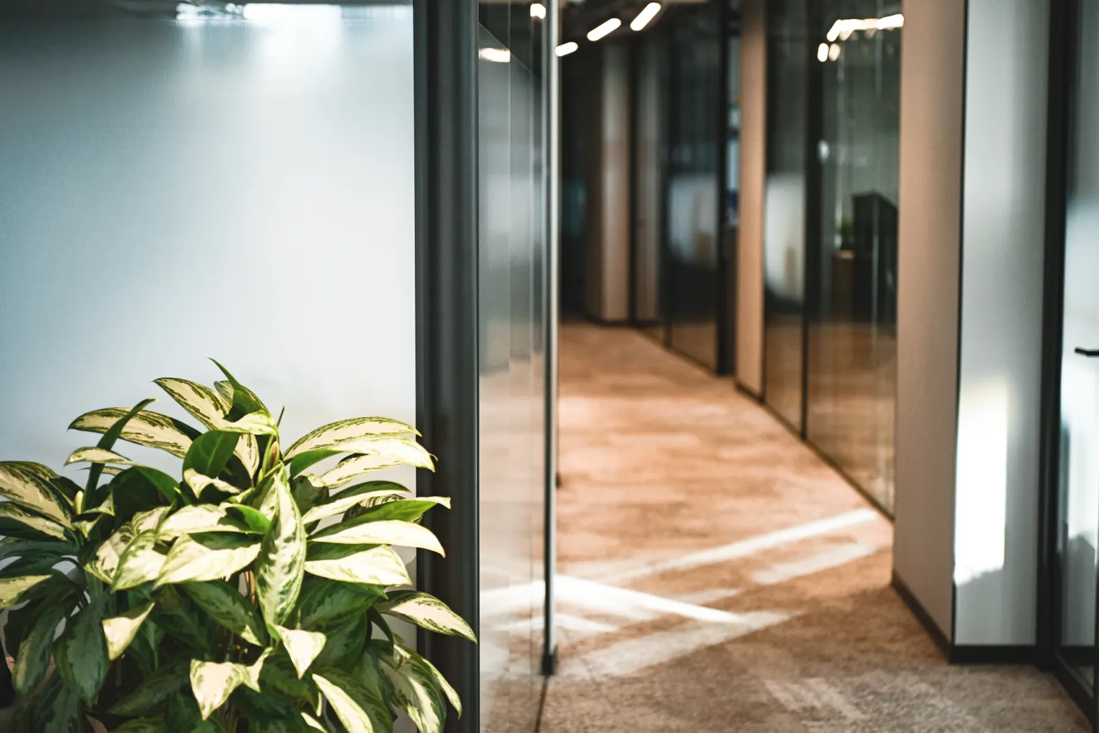 Potted plant beside floor-to-ceiling glass partition walls in an office corridor.